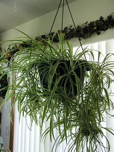 spider plant-air-purifying plants, Milford, Norfolk MA